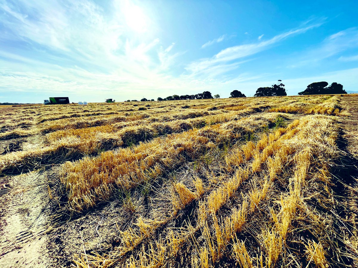 Another one down… #trialharvest22 #cumminsagRD <a href="/DanielPuckridge/">Daniel Puckridge</a> <a href="/HaydenMcfarmer/">Hayden McFarlane</a>