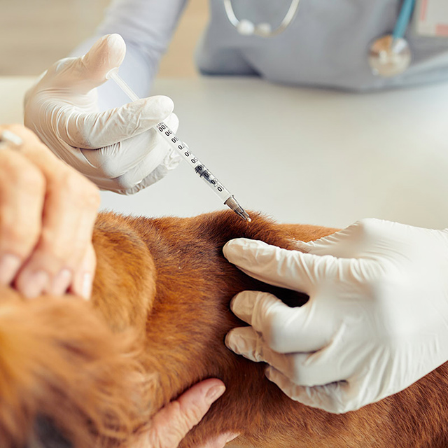 SOS Levrieri tweet media