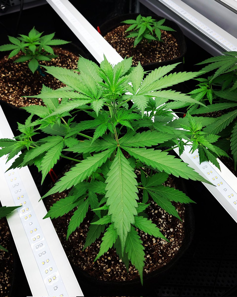 yolas_bud420's tweet photo. Happiness really does grow on trees...

🔆 Green Leopard G630 Grow Light 

#GrowYourOwn #Mmemberville #CannabisCommunity #StonerFam #WeedLife #LegalizeIt https://t.co/HChbovHtP6
