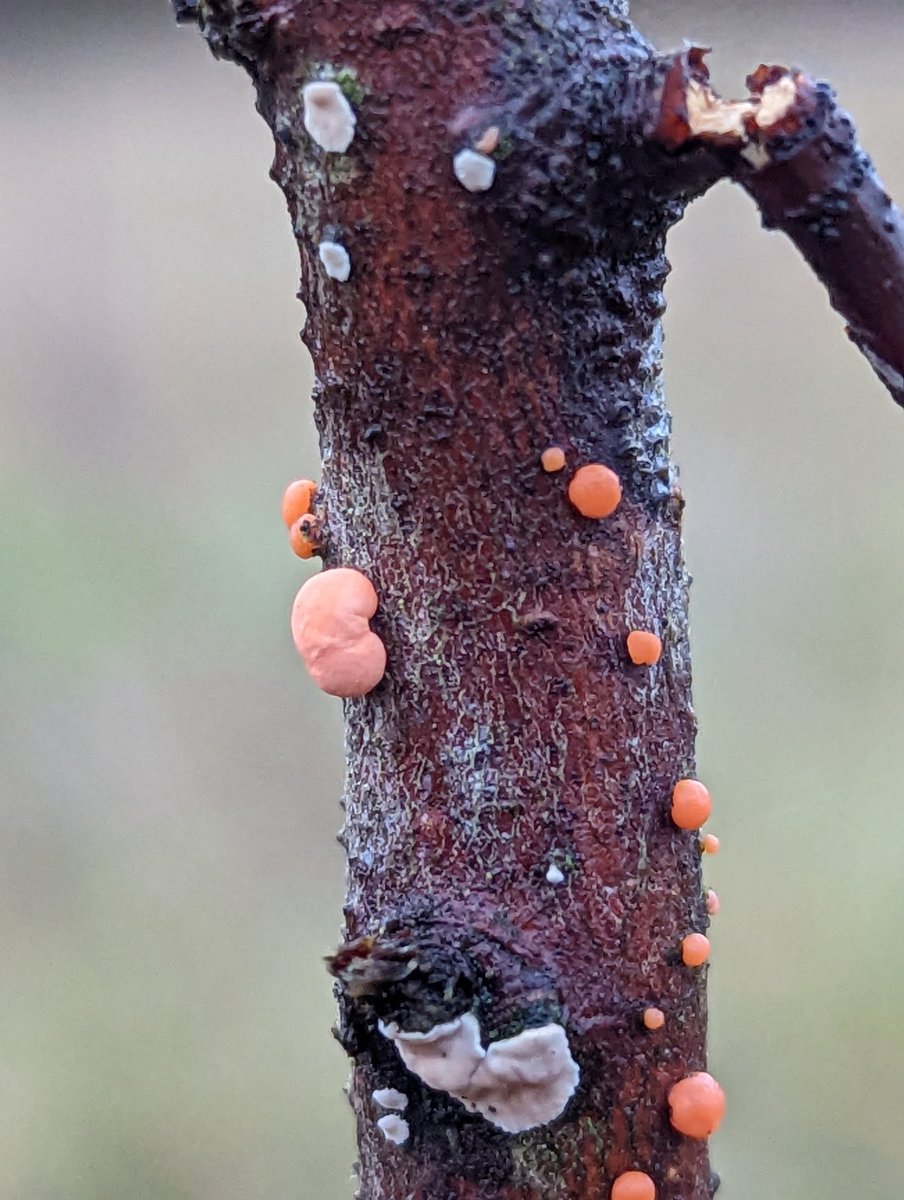 I think this is coral spot fungus. Despite it being a plant pathogen and kind of like ringworm but for trees I think it's beautiful ❤️
