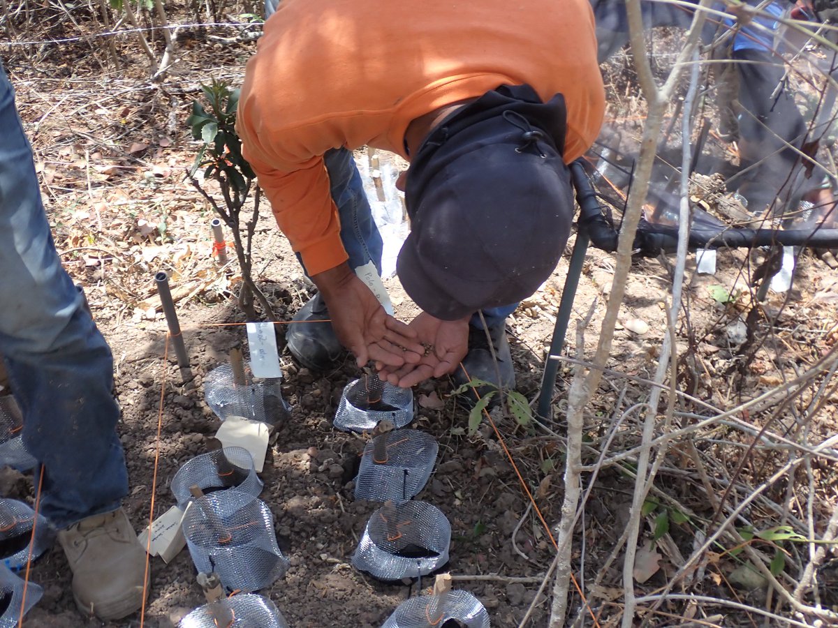 TMF_Ecuador's tweet photo. Laipuna Research station is busy again! During this time of the year, it becomes crystal clear why this forest is called a "dry forest".
In the past couple of weeks, our PhD candidate Lea Kerwer sowed a second set of 4 native tree species flowering during the dry season. https://t.co/UdVqOQcytA