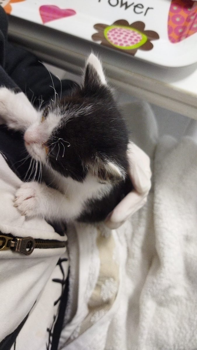 HEMOS ENCONTRADO UNA GATITA ABANDONADA EN MADRID! Es súper pequeña, creemos que recién nacida.

Porfa difundid a ver si alguien quisiera adoptarla 🙏🏻🙏🏻🙏🏻