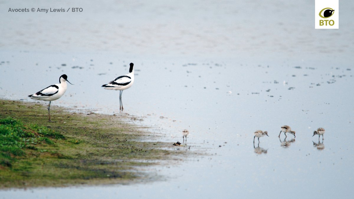 BTO (@_bto) on Twitter photo 7/7 Read more about the <a href="/RSPBScience/">RSPB Science</a> led study by Sanderson et al 👉 bto.org/our-science/pu…
And the BTO led study by <a href="/AilidhBarnes/">Dr Ailidh Barnes</a> et al 👉 bto.org/our-science/pu…
#OpenAccess 7/7 Read more about the <a href="/RSPBScience/">RSPB Science</a> led study by Sanderson et al 👉 bto.org/our-science/pu…
And the BTO led study by <a href="/AilidhBarnes/">Dr Ailidh Barnes</a> et al 👉 bto.org/our-science/pu…
#OpenAccess