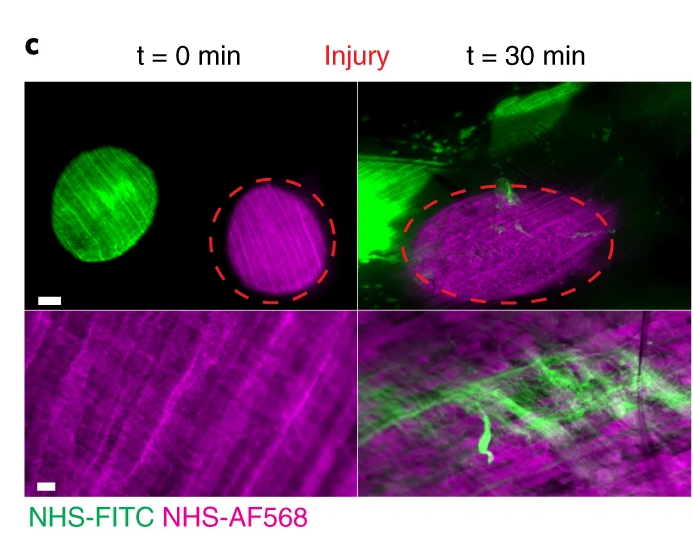 CollinEwald's tweet photo. What a great paper! #Neutrophiles transport pre-existing #extracellular #matrix to dispose at wound site. Requires #integrins &amp; #HSF1. Importantly, around 80% of scar tissue came from distal mobil matrix reservoirs. https://t.co/DTzvzepaeo https://t.co/aeSFtJoNy8
