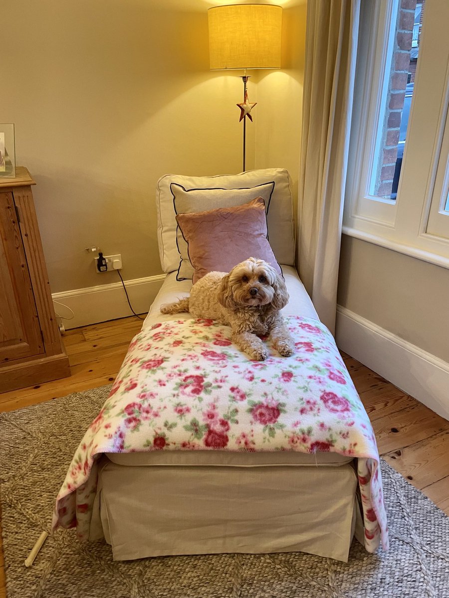 TheHoneyTails's tweet photo. Iβm receiving news that this chaise is being moved to make way for a Christmas tree. That wonβt do at all, where am I meant to lie?
#HoneyThroneRemoval
#GrumpyPup https://t.co/OWwEy3zQti