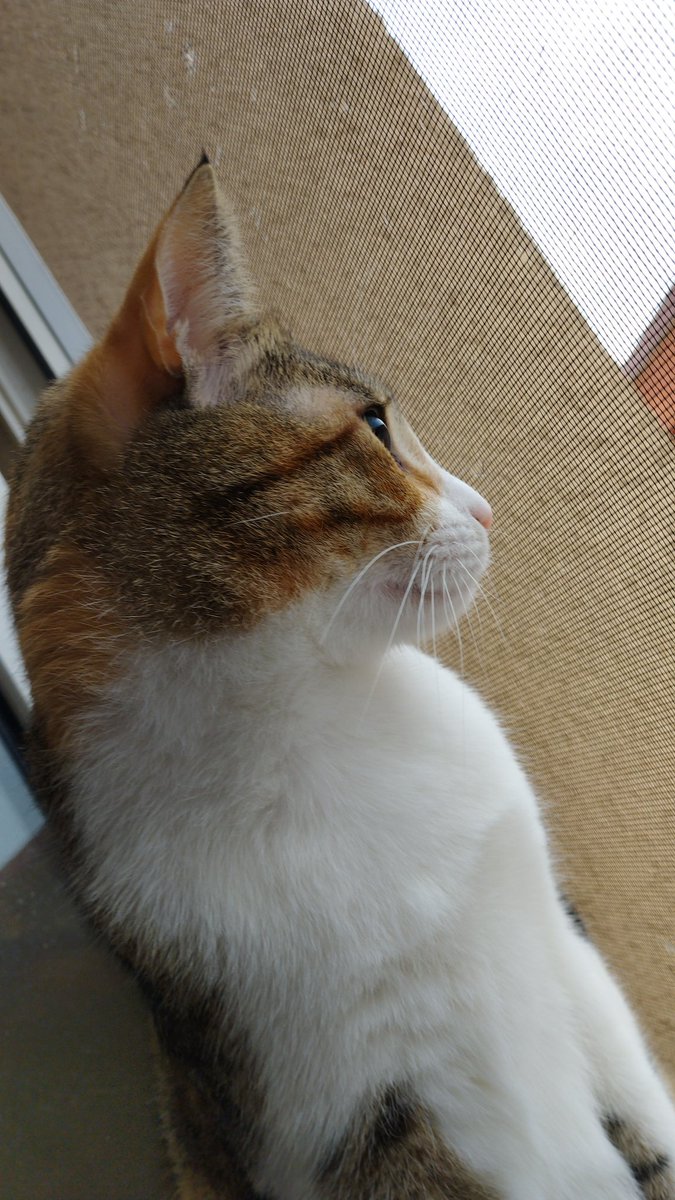 Eyelinerim nasım omus kamkiler