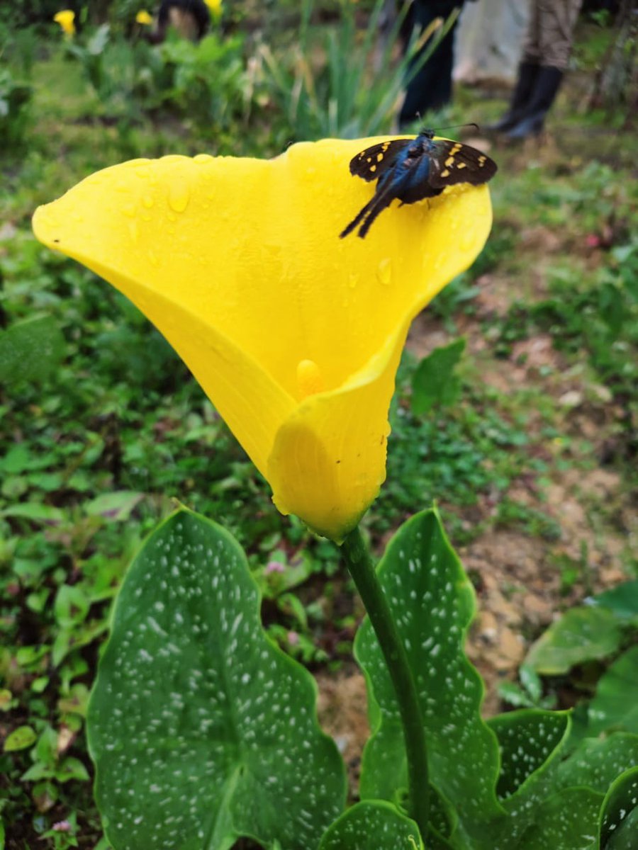 Juan Carlos Ponce Figueroa tweet media