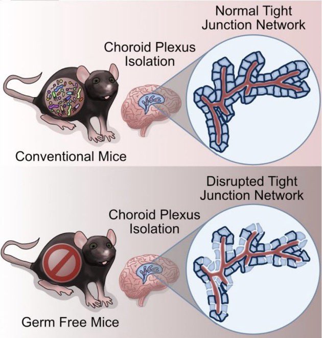 Emily Knox (@emilygknox) on Twitter photo Delighted to share our work: The Gut Microbiota is Important for the Maintenance of Blood-Cerebrospinal Fluid Barrier Integrity <a href="/isen_gard/">María R. Aburto</a> <a href="/jfcryan/">John F. Cryan</a> <a href="/UCCpsychiatry/">UCCpsychiatry</a> <a href="/CaoimheMKLynch/">Caoimhe Lynch</a> onlinelibrary.wiley.com/doi/10.1111/ej… Delighted to share our work: The Gut Microbiota is Important for the Maintenance of Blood-Cerebrospinal Fluid Barrier Integrity <a href="/isen_gard/">María R. Aburto</a> <a href="/jfcryan/">John F. Cryan</a> <a href="/UCCpsychiatry/">UCCpsychiatry</a> <a href="/CaoimheMKLynch/">Caoimhe Lynch</a> onlinelibrary.wiley.com/doi/10.1111/ej…