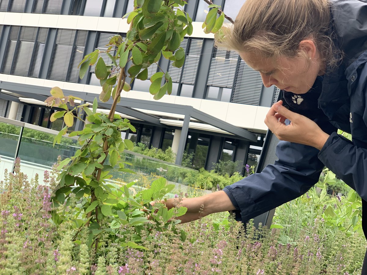 gruenstattgrau's tweet photo. Zum Nikolo präsentieren wir euch ein Forschungsprojekt zu essbaren Balkongärten namens #ESSBAR. Ziel: #Begrünung eines Demonstrationsobjektes im Zuge einer Bestandssanierung m. einem innovativen Balkonanbausystem, essbaren Vertikalgärten & #Regenwassermanagement auszustatten: https://t.co/3g3d7bwUFI