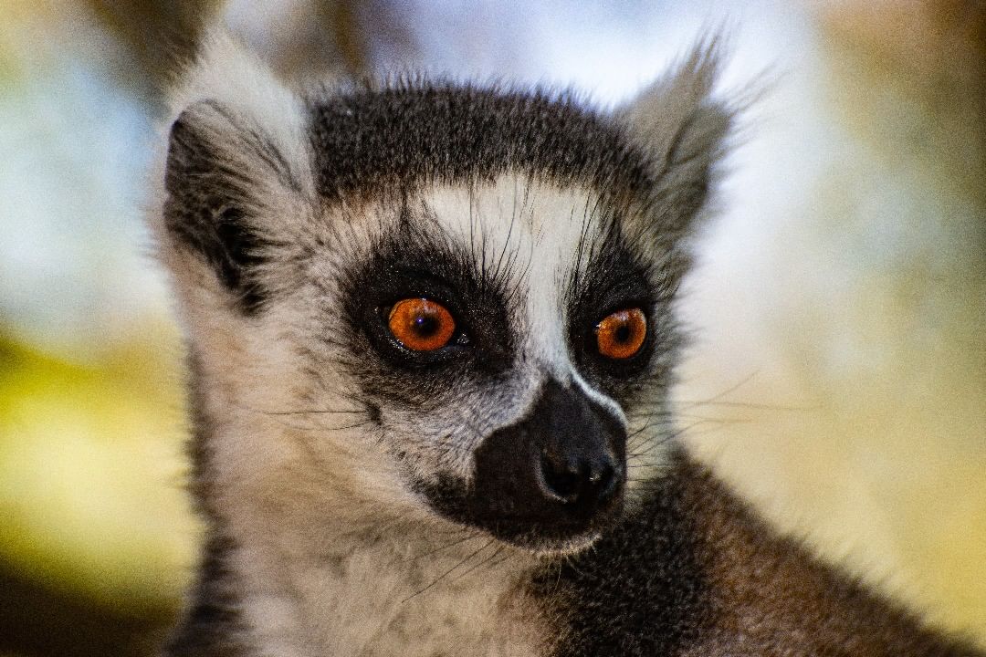 This lemur catta shows us his gorgeous look.  😍

📸 @guerristefano1

#MyMadagascar #VisitMadagascar #madagascarwildlife #lemur