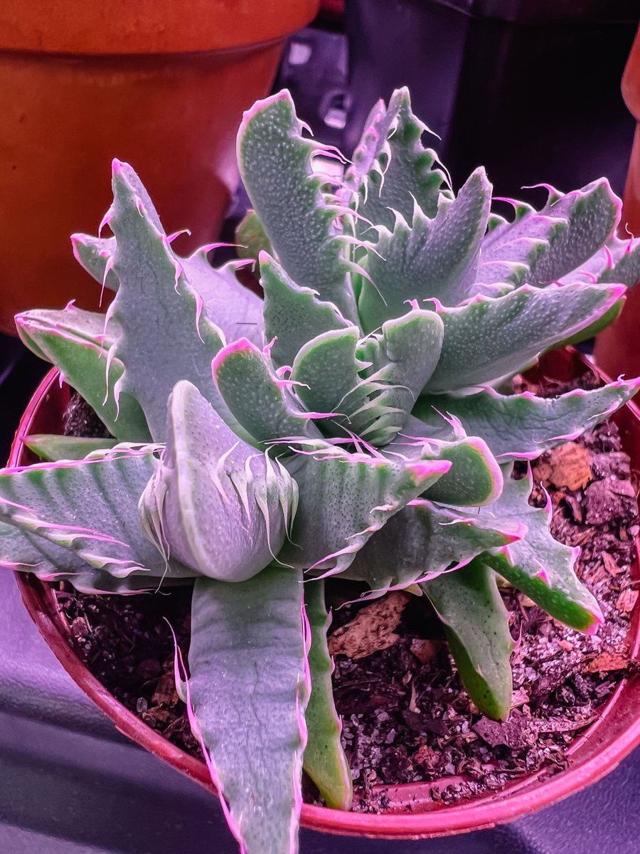 erichadventures's tweet photo. Just brought home this tiger’s jaw succulent. #houseplants #succulent #uniqueplants https://t.co/qS5saHmXDp