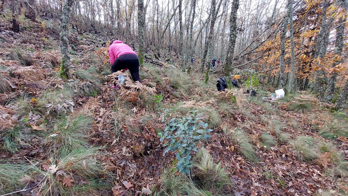 DIVA-AMBROZ tweet media