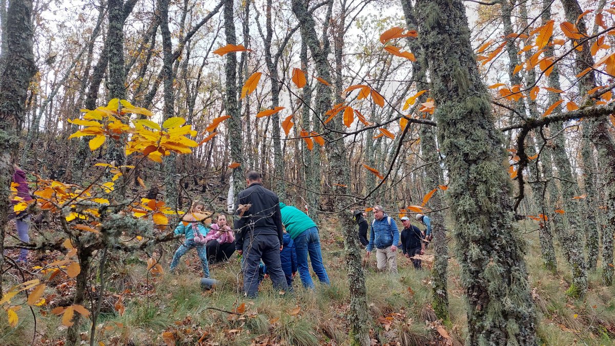 DIVA-AMBROZ tweet media