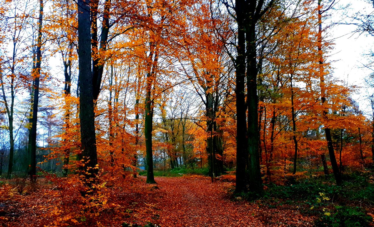 6 december en de maan schijnt nog altijd niet door alle bomen!