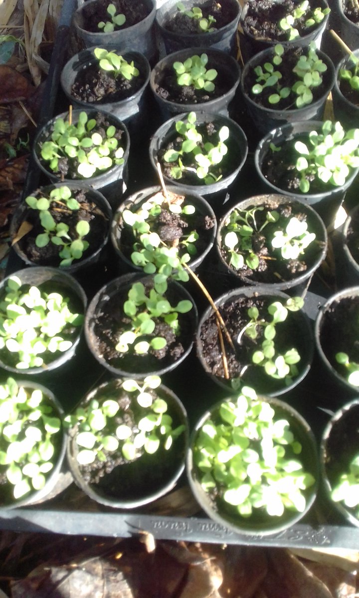 ต้นกล้าสลัด ส่วนมากเขาเพาะแบบนี้ วัสดุที่ปลูกส่วนมากเขาใช้พีชมอส พีชมอสก็คือซากพืชซากสัตว์ที่หมักหมมเป็นร้อยๆปี ส่วนมากนำเข้าจากต่างประเทศ ราคาค่อนข้างสูง