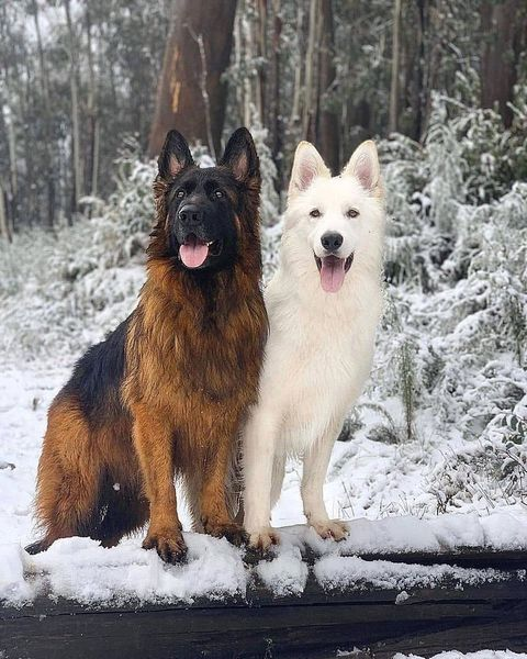 So Cute. 😍😍😍🥰 Follow me : #germanshepherd #DogsofTwittter