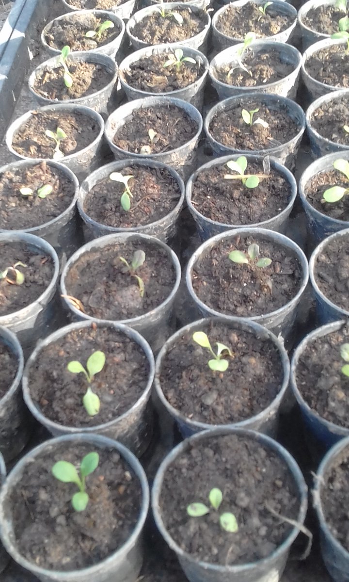 เมื่อสลัดแตกใบได้สองสามใบจะแยกมาปลูกที่ละต้น เป็นงานที่ต้องใช้ความอดทน ระวังไม่ให้ต้นมันหัก ถ้าปล่อยให้สลัดโตมากไป รากมันจะเกาะกัน เหมือนหมอยพันกันได้มั้ง😅😅😅