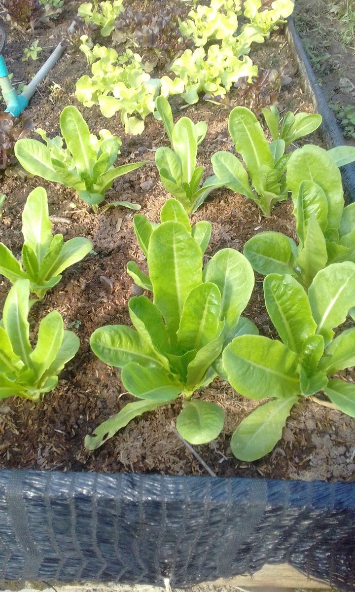 ผักที่ปลูกจะใช้แต่ปุ๋ยคอก ปุ๋ยหมัก ไม่เคยใช้ปุ๋ยเคมีเลย รสชาติจะไม่ขม ถ้าจะกินผักควรกินแบบที่ปลูกธรรมชาติเน้อ อย่าไปกินผักไฮโดรโปนิกนะครับ เพราะผักพวกนี้ โตจากสารเคมี100%