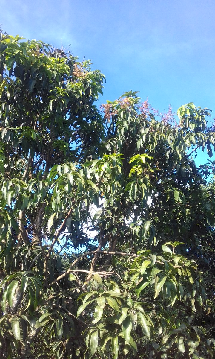 มะม่วงพันธุ์อาร์ทู ลูกโตมากเท่าไข่ไดโนเสา บางลูกหนักโลกว่า  เนื้อแข็ง รสชาติคล้ายมะม่วงฟ้าลั่นแต่เนื้อหยาบ ไม่อร่อยแต่ขายดีเพราะคนตื่นตากับขนาดของมัน เหมือนคนบางคนตื่นตากับควยที่ใหญ่ๆๆ 😅😅😅😅