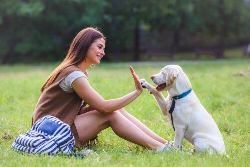 trustytailsdog's tweet photo. Before arriving at your doorstep, our staff are screened, background checked, trained and have completed our rigorous selection process. https://t.co/L7cJiu1Jj9
