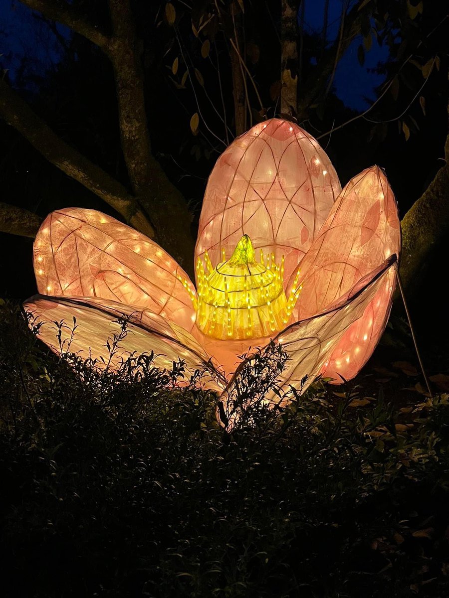 CosmicXposure's tweet photo. Many thanks to @TrengwaintonNT for a magical night last night and for having such lovely staff, mince pie and mulled wine in a magical setting #trengwaintongardens #madron #cornwall #cosmicxposure #xmas2022 https://t.co/KvlakSuTLo