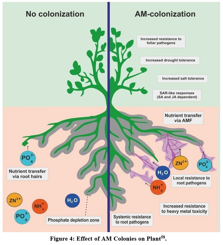 Biofertilizer: An Ultimate Solution for the Sustainable Development of Agriculture
bit.ly/3XNVKG2
#Biofertilizers #ChemicalFertilizers #Crop #Nutrients #PGPM #climatechange #AgriculturalSciences #Agronomy #PlantBreeding #PlantGenetic #Agroclimatology #SoilScience