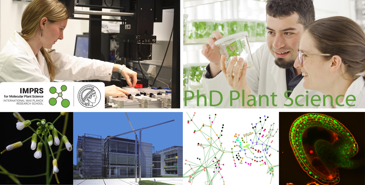 MPIMP Potsdam Golm 🌱🧪 (@mpimp_potsdam) on Twitter photo Looking for a #PhDposition in #PlantScience ? Our #IMPRS <a href="/MPIMP_Potsdam/">MPIMP Potsdam Golm 🌱🧪</a> and <a href="/unipotsdam/">Universität Potsdam</a> is currently recruiting! 📨Apply by 🗓️31 January 2023:
👉 mpimp-golm.mpg.de/IMPRS-PhD
#PlantSciJobs #PhDjobs #PlantPhysiology #epigenetics #compbio #PlantBiology #PlantSci #plantPhD Looking for a #PhDposition in #PlantScience ? Our #IMPRS <a href="/MPIMP_Potsdam/">MPIMP Potsdam Golm 🌱🧪</a> and <a href="/unipotsdam/">Universität Potsdam</a> is currently recruiting! 📨Apply by 🗓️31 January 2023:
👉 mpimp-golm.mpg.de/IMPRS-PhD
#PlantSciJobs #PhDjobs #PlantPhysiology #epigenetics #compbio #PlantBiology #PlantSci #plantPhD