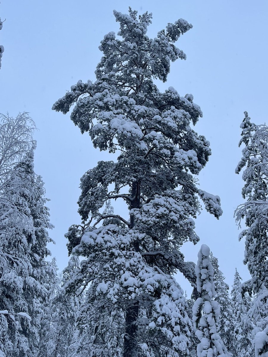 Hyvää itsenäisyyspäivää🕯🕯🇫🇮. Tänäänkin on hyvä nauttia esimerkiksi upean isänmaamme tarjoamista hienoista ulkoilumahdollisuuksista👍