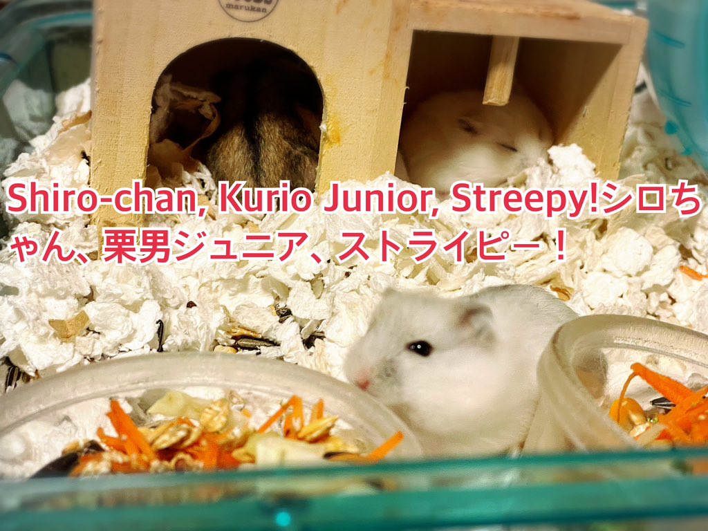 hlUutqn1jmsFbvW's tweet photo. Shiro-chan, Kurio Junior, Streepy!シロちゃん、栗男ジュニア、ストライピー!#さくらちゃん🌸 #CherryBl... https://t.co/X84Y1VT5VF @YouTubeより https://t.co/mBLD7cJJJw