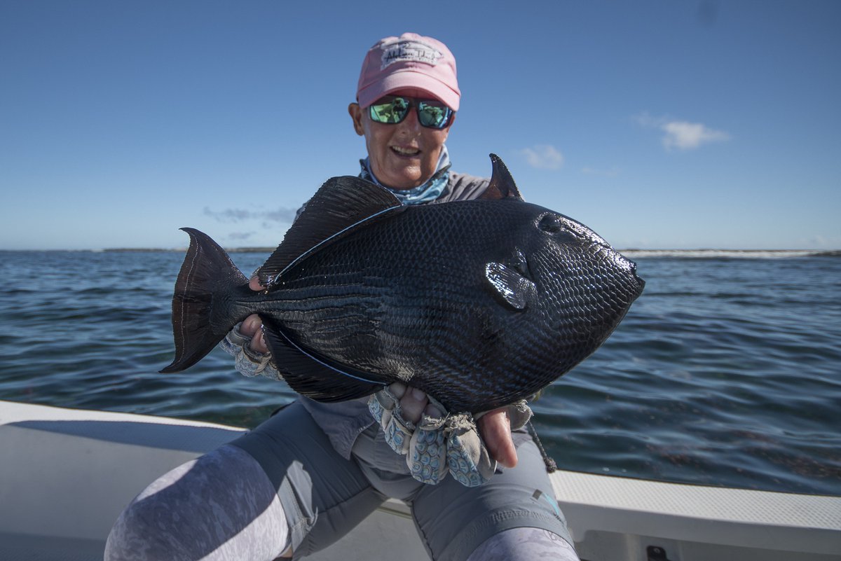 Every once in a while, we reel in one of these black triggers from the bluest waters on Cosmo... We’re due any time soon!! 

Have you ever seen a trigger like this? 🤯

#flyfishing