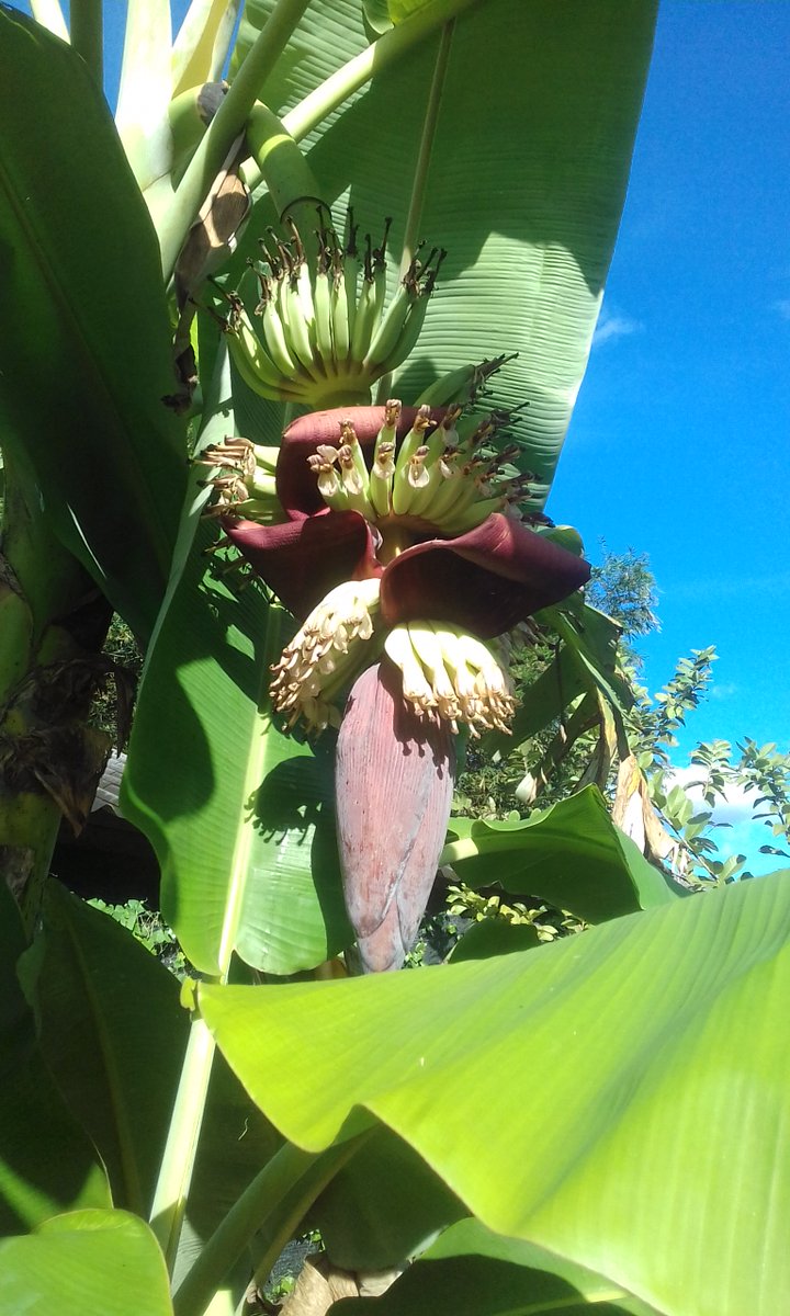 ปลูกไม่กี่เดือนเลย ยังออกไม่สุด ลองทายสิครับว่ากี่หวี ทายถูกให้ปี้ฟรีครับ 😅😅😅😅