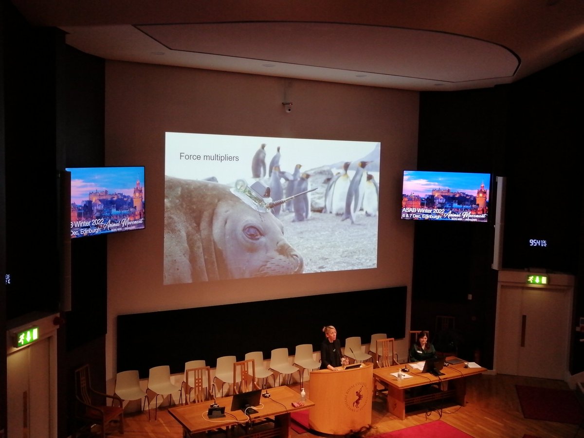 Virginia Iorio tweet media