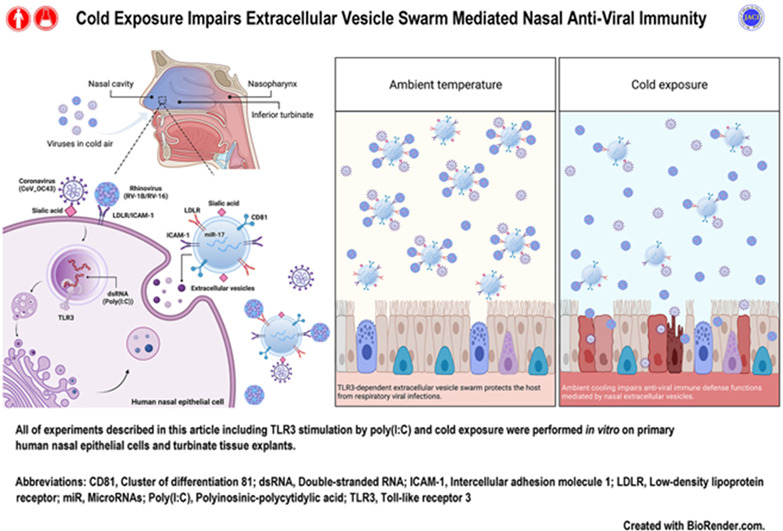 IntraMedNet's tweet photo. ¿Por qué las infecciones de las vías respiratorias superiores son más comunes con el frío? Alteración inmunológica de las vesículas extracelulares derivadas del epitelio nasal. https://t.co/9pNMtqCrtj https://t.co/eXEIju5vXe