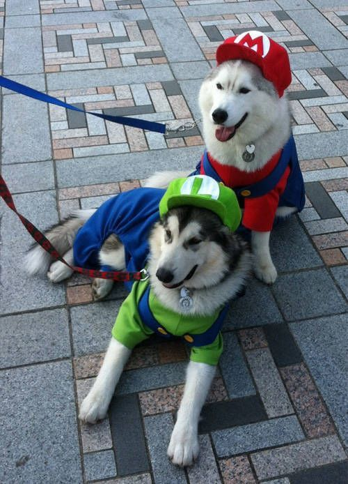 They look extremely cute with their Mario and Luigi costumes ❣️ #SuperMarioBros #dogs #gamergirls