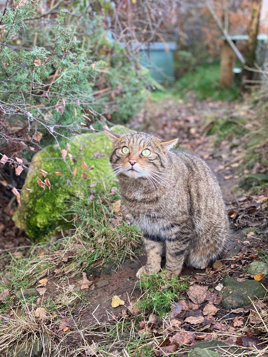 SaveOurWildcats's tweet photo. As part of Scotland's Animal Welfare Educators (SAWE), we are one of 17 organisations, including @rzss, that invite YOU to discover what it is to be #AnimalAware in Scotland😺

Join us on 12 December for FREE, fun SAWE interactive workshops ➡️ https://t.co/jb08TKfKTS 🧡 https://t.co/6SjWBnghRO