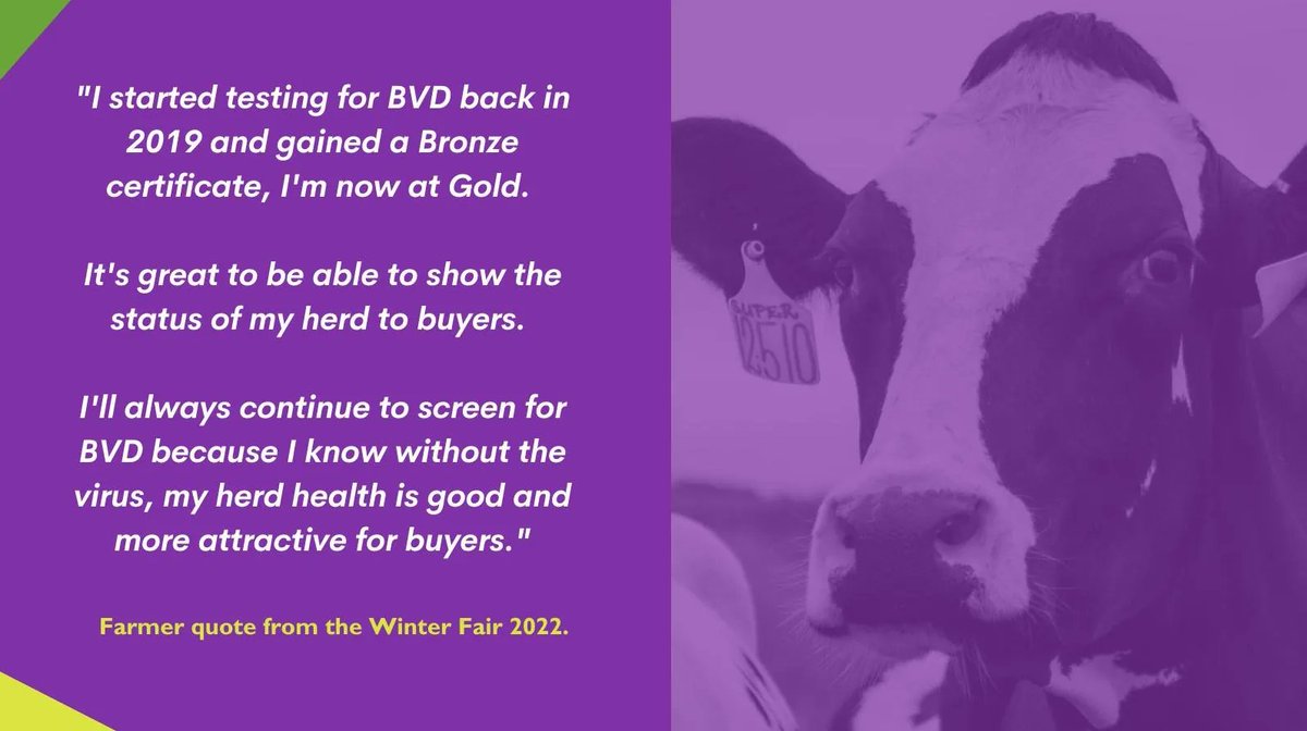 GwareduBVD's tweet photo. We spoke to farmers at the #WinterFair this year about why testing for BVD is important to them 👇
We're proud to continue to work with @royalwelshshow to support exhibitors to share their #BVD status.
#bvdfree #wales #eradicatebvd https://t.co/sLj7pTxjDq