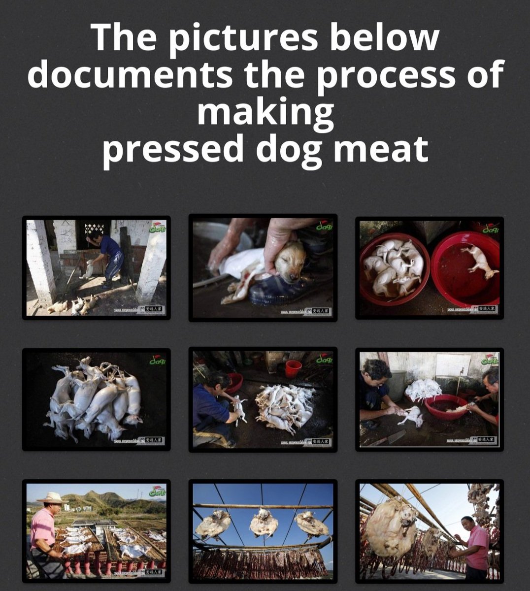 TaylorShone's tweet photo. @RobRobbEdwards WTF? The animal is killed, skinned,+the chosen meat is de-boned, flattened,then marinated with fat, salt, spice+wine for a night. After the meat has absorbed the marinate, it is left to air-dry in the dry wintery winds and for days out in the sun!!! Found in China, Korea+Vietnam! https://t.co/EuEyVRaD3z