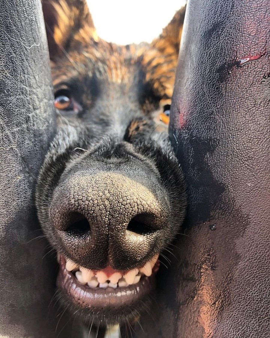 germa_shepherd's tweet photo. Um...Hello? Whatcha doin? 😇

#GermanShepherd #gsd #doge #puppy #adventuresofduke #dogsoftwitter https://t.co/3FxJqPC1eJ