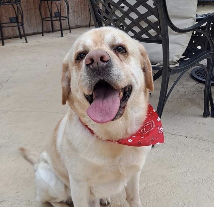 Marietta117's tweet image. Hi there dear friends 🐾 spread the love 💕 #DogsofTwittter #dogsarefamily #havefuntoday #youareawesome #smileandbeyou