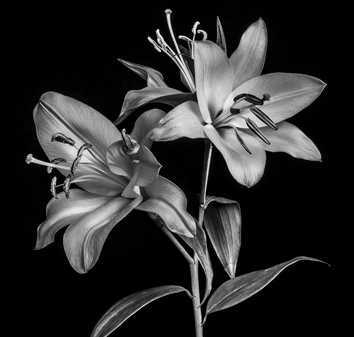 Taken at a recent <a href="/welshot/">Welshot Imaging</a> Floral and Still life event at the Creative hub in Llandudno. Mono really makes these Lillies stand out.