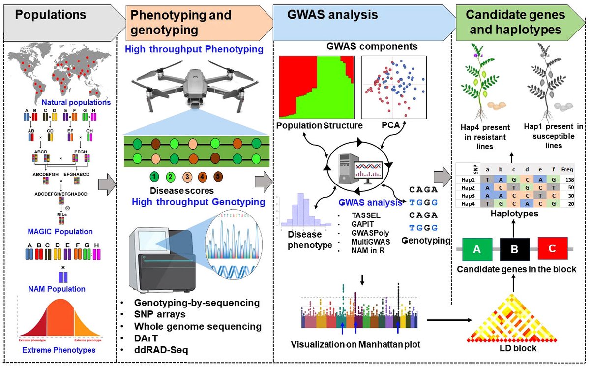 Gangurde_SS's tweet photo. Delighted to share our review article published in Frontiers in Plant Sciences entitled: Two decades of association mapping: Insights on disease resistance in major crops. We have summarized potential GWAS studies, and advances in GWAS in last two decades. https://t.co/tHqIzwWrXq https://t.co/UKFjboilqw