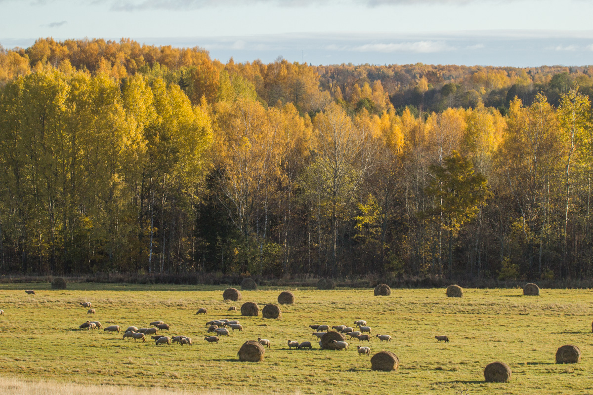 Dabisko zālāju atjaunošanas aktivitāšu īstenošanai <a href="/LVAFA_LV/">LVAFA</a> izsludina projektu konkursu. Pieteikšanās atvērta līdz 23.decembrim. Plašāk: bit.ly/LVAF_konkurss