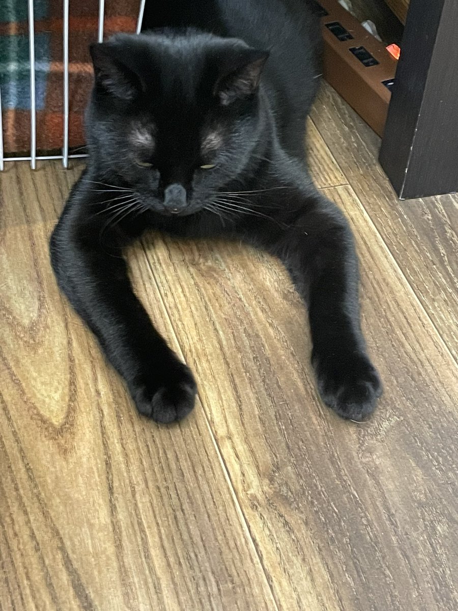RinMessiLack's tweet photo. ガニ股もこちゃん😽
#miagolare #protectivecatcafe #tokyo #新中野 #littlecats #ミャゴラーレ #リトルキャッツ https://t.co/ChCYkg7CNt