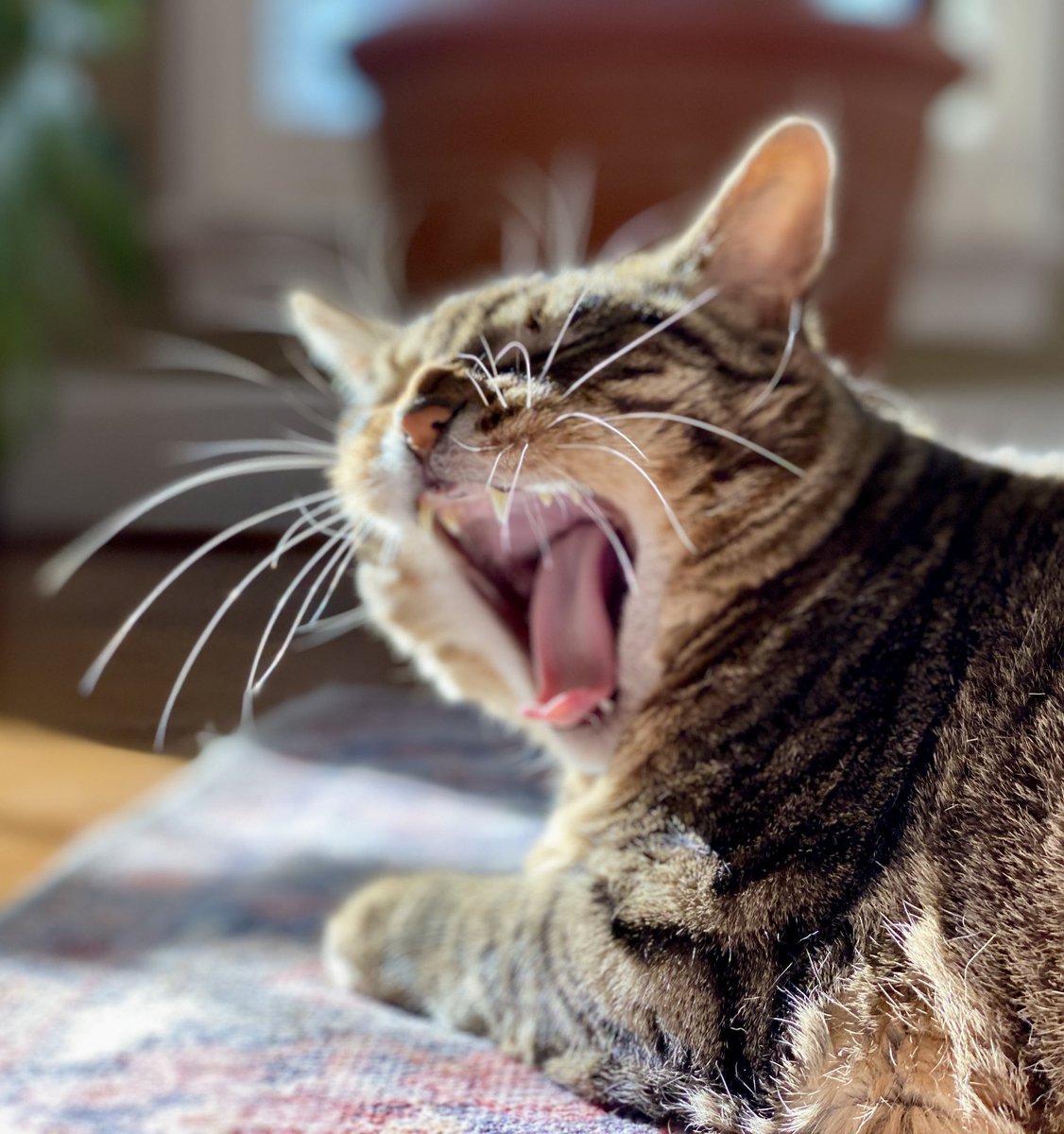 It’s #tonguesouttuesday #CatsOfTwitter   Anyone else “this” tired? 👅🥱💤