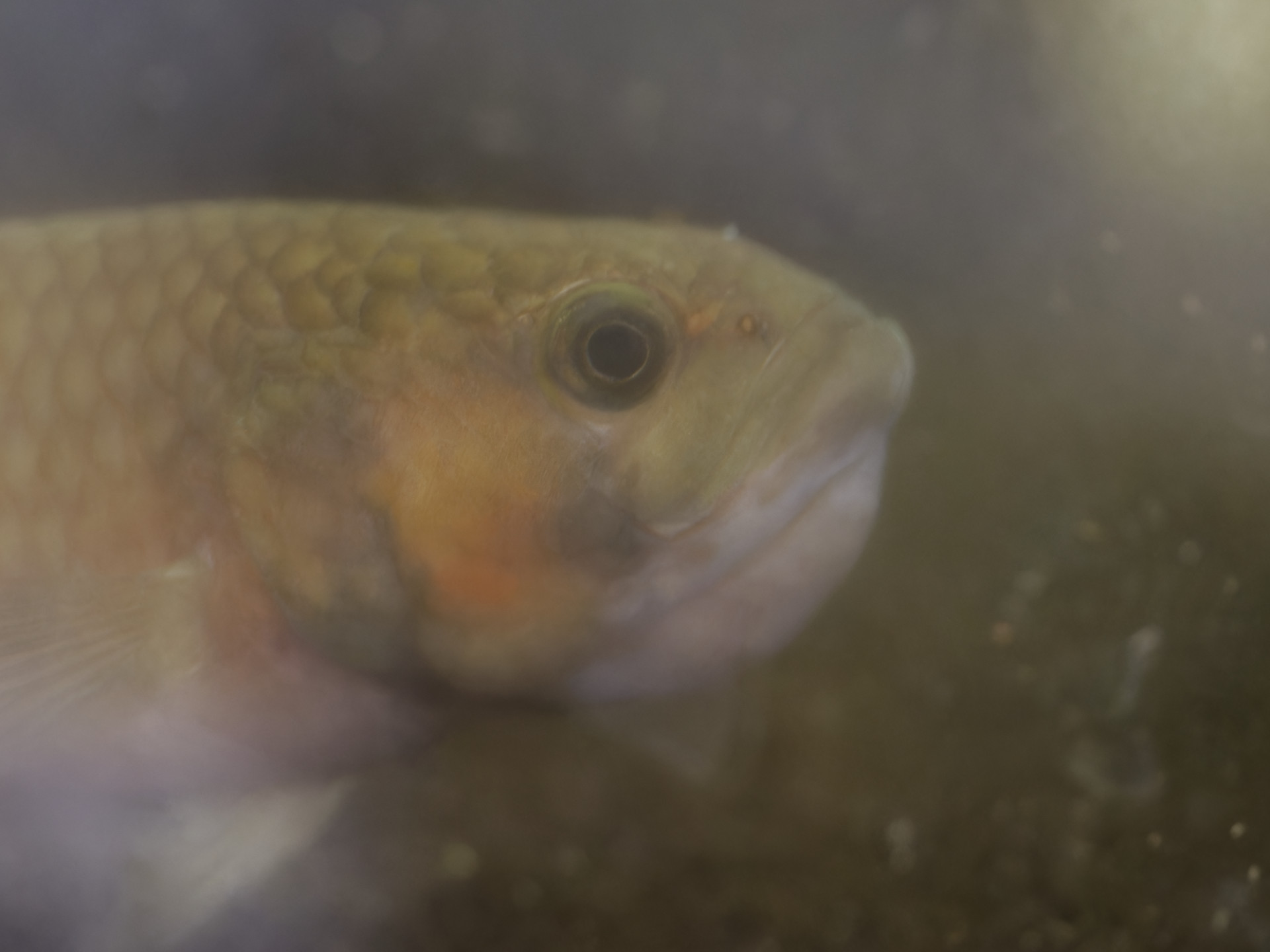 Hamatobi 頑張ってるベタ マクロストマf1のパパさん 産卵後24日目 もう吐かせてもいいのですが 先日メスが吐いた稚魚は結局4匹のみですが うち1匹はブラインを食べてくれました そのメスの相方オスもまだ咥えています 同じく24日目 T Co