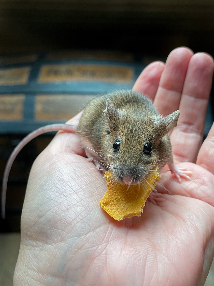 динозавтра tweet media