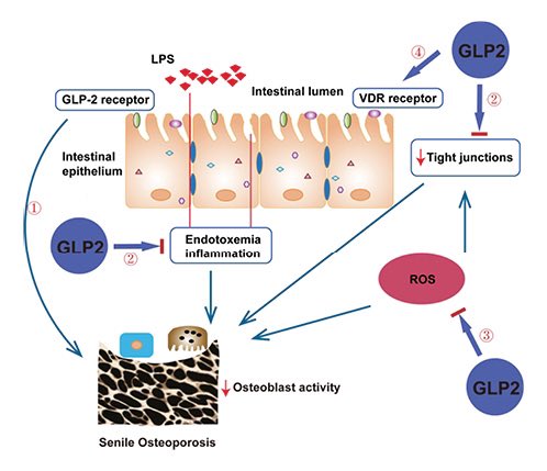 DanielJDrucker's tweet photo. Here actions of GLP-2 on bone and gut structure and function are preserved in the 6-month-old male senile osteoporosis model of senescence-accelerated mouse prone 6 (SAMP6) mice https://t.co/rS1iZ8xdSg https://t.co/V8pUtpT6JV