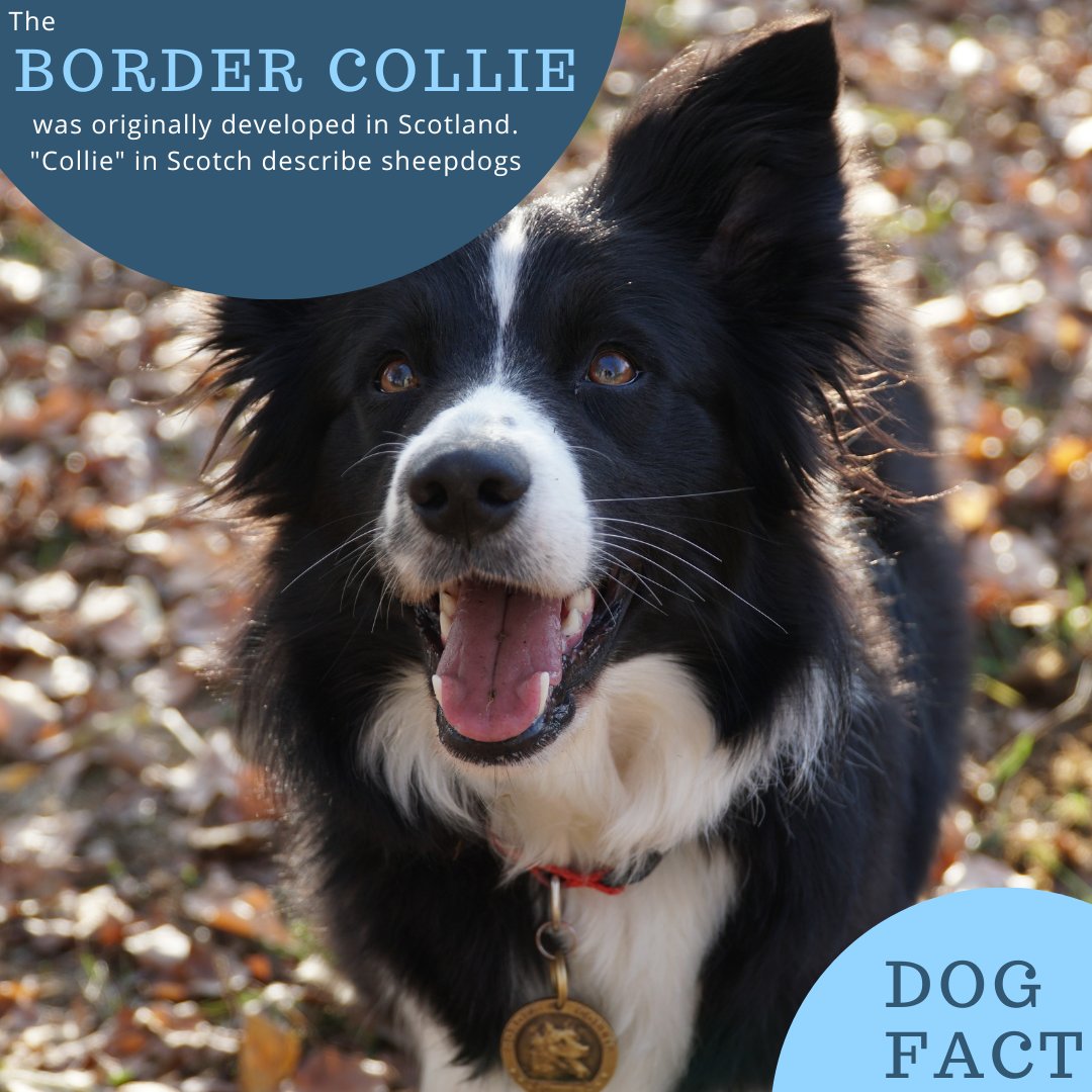 DogGoodies's tweet photo. The word “collie” is a Scotch word used to describe sheepdogs. Because this breed flourished in the border region, it was christened the “Border Collie.” #bordercollie #dog #dogs #lovedogs #pets #fact #thought #dogtraining #sheepdog https://t.co/Jly4BnNigC