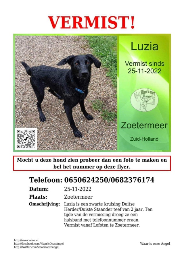 Woon jij in de buurt van Zoetermeer? Help dan alsjeblieft mijn collega haar hond te vinden ❤️