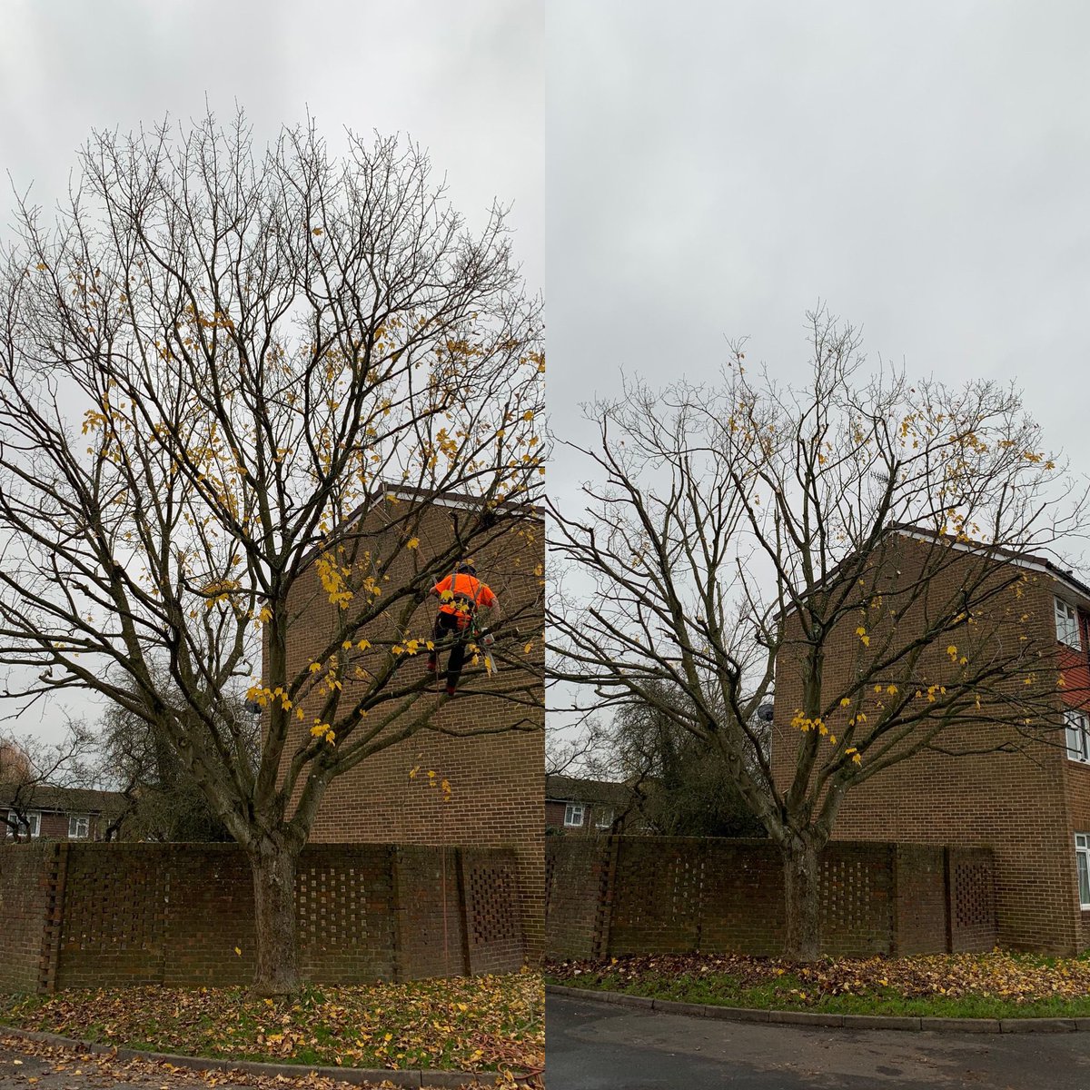 The Pro Landscapes team have been busy this morning carrying out a Maple reduction and thin out 🍁 #treework #treesurgeon #treeservice #treeservices #arborist #arboriculture